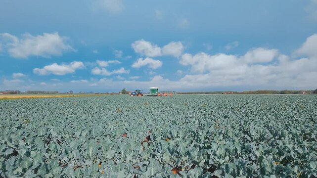 Vast field of green cabbage under bright blue sky