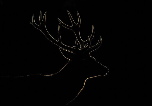 Glowing deer head silhouette with antlers isolated on black background for wildlife design