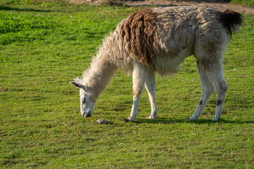 Naklejka premium Shaggy Llama Grazing on Green Grass in a Sunny Meadow
