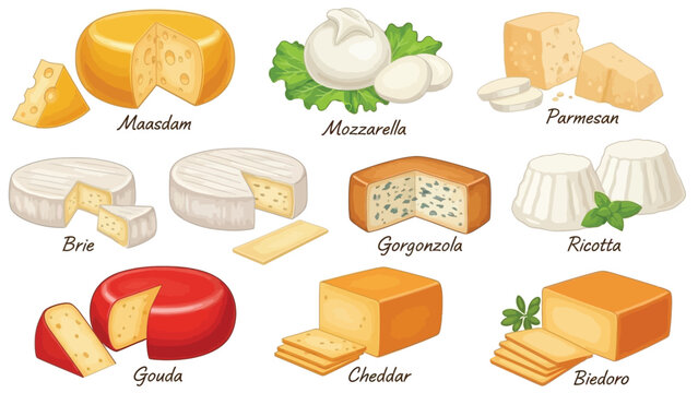 Cheese types collection showing various varieties like maasdam brie mozzarella gouda cheddar parmesan and ricotta with labels for culinary food education.