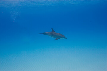 Bottlenose dolphin near the Bahamas © willtu
