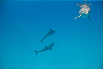 Bottlenose dolphins near the Bahamas © willtu
