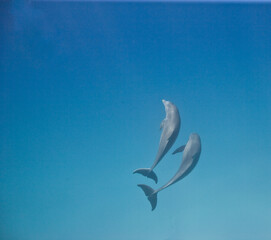 Bottlenose dolphins near the Bahamas © willtu
