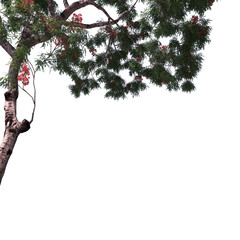 Naklejka premium Delonix Tree with Red Blossoms and Spreading Canopy