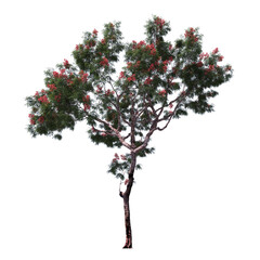 Naklejka premium Delonix Tree with Red Blossoms and Spreading Canopy