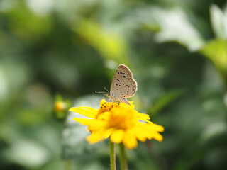Lesser grass blue butterfly (Zizina otis) perched on a yellow flower sipping nectar. Macro wildlife photography, soft green bokeh background, and natural insect behavior stock photo © nitesh