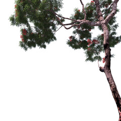 Naklejka premium Delonix Tree with Red Blossoms and Spreading Canopy