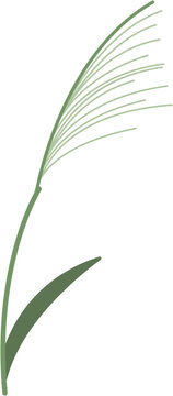새싹보리