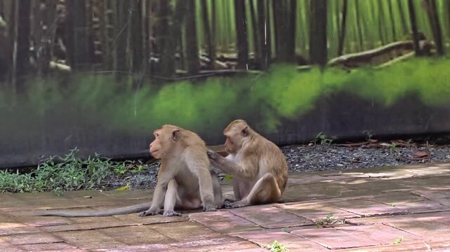 Two macaque monkeys sitting outdoors social grooming.