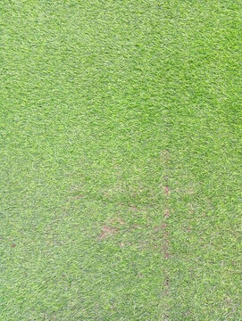 Texture of a lush green grass lawn with lawn background nature background meadow grass greenery
