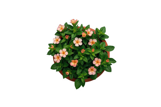 Round flowering plant covered with peach blossoms and glossy foliage