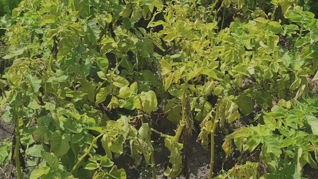 Diseased potato plants with yellowing leaves and holes eaten by pests. Agricultural crop failure due to drought and insect infestation