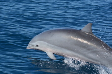 dauphin de fraser dans les eaux des antilles en martinique © lilisa_972