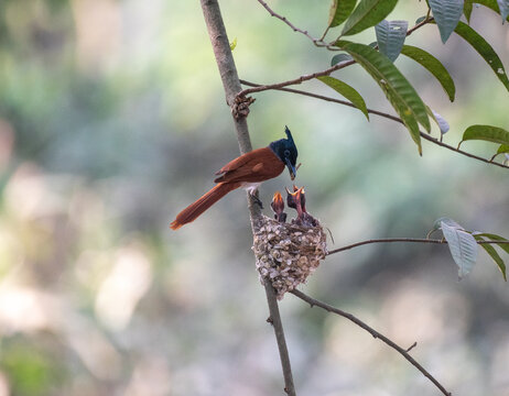 Indian paradise flycatcher female bird perched on branch doing parental duties. Close up, selective focus
