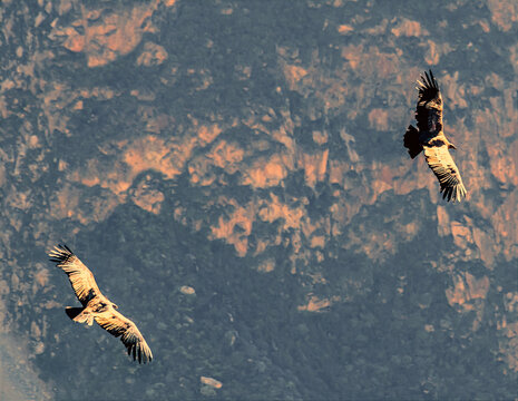 A view of a pair young Andean condor in flight at the Condor cross viewpoint in the Colca Canyon region in southern Peru in the early morning