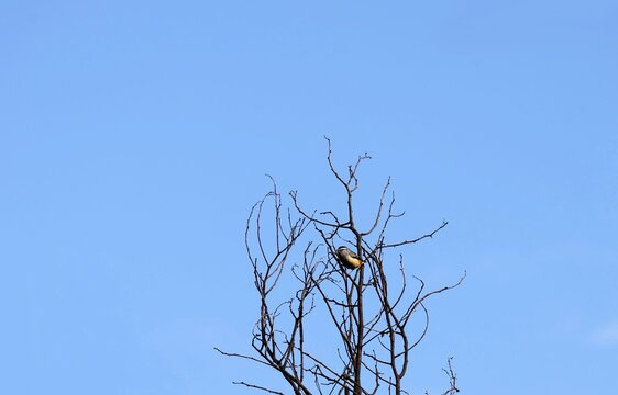 Spotted Pardalote (Pardalotus punctatus) in tree against blue sky, South Australia
