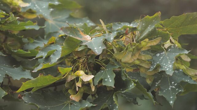 A close-up of a tree with dense foliage, perfect for using in nature-inspired designs or graphy
