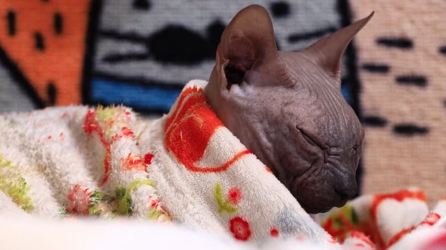 A close-up of a cat snuggled up in a cozy blanket, perfect for a warm and fuzzy moment