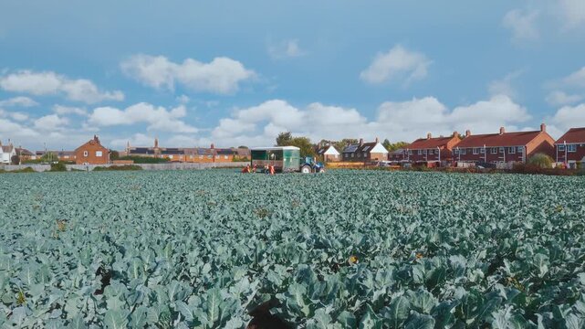 Vast cabbage field stretches under bright blue sky