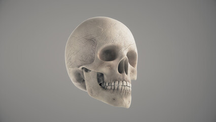 Human skull in side profile against a plain gray background, showing detailed bone structure, teeth and texture. © Piotr Adamczyk