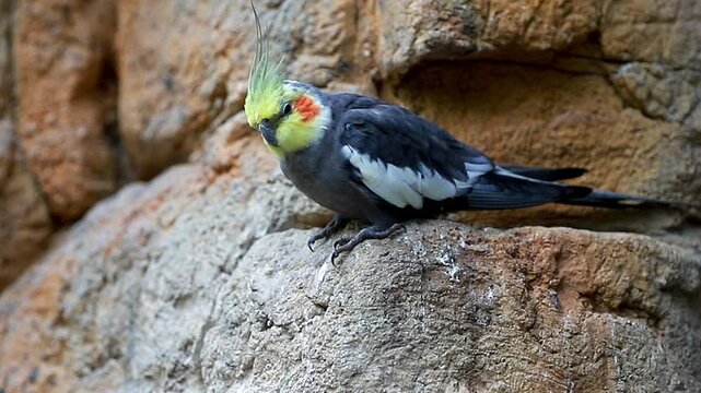 Close-up footage of a wild grey cockatiel parrot perching on a textured stone rock, looking around and tilting its head. High-quality visual asset ideal for nature documentaries, ornithology projects,