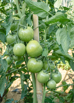 Green passion fruits growing in clusters on a climbing vine, surrounded by lush foliage in a tropical garden and cultivation setting.