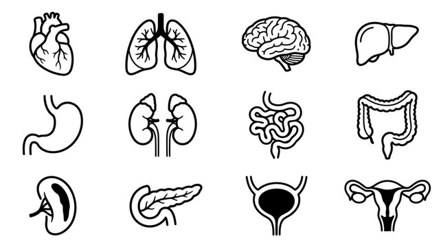 Human Anatomy Icons: Isolated Set of Internal Organ Illustrations on Transparent Background - Heart, Lungs, Brain, Liver, Stomach, Kidneys, Intestines, Colon, Spleen, Pancreas, Bladder, Uterus