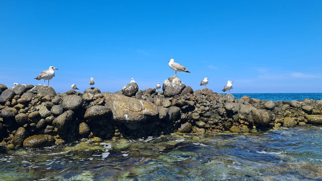Gabbiani posati sugli scogli di Formicoli a Santa Domenica di Ricadi, Calabria