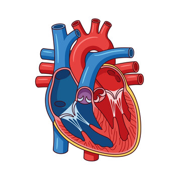 Detailed Human Heart Anatomy Illustration with Chambers and Vessels.