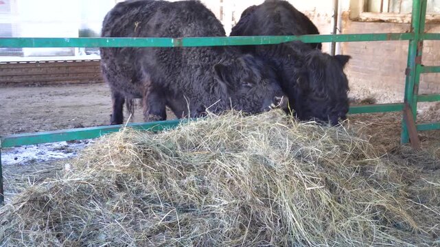 Two black Tibetan yaks are eating straw in a stall. The animals are inside a wooden pen, a rural farm.