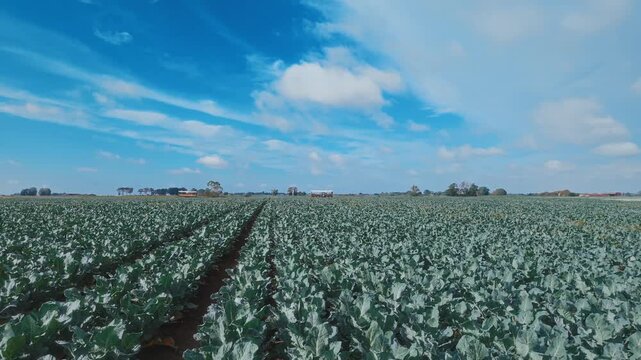 Blue sky floats above green rows