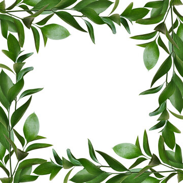 Green leaves of ruscus in a square floral frame isolated on white or transparent background