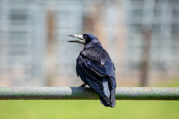 Adult rook perched on a metal rail © fluffandshutter