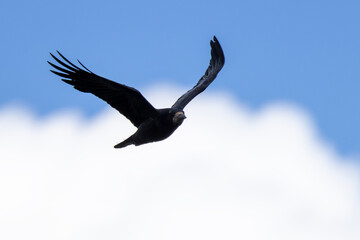Adult rook in flight © fluffandshutter