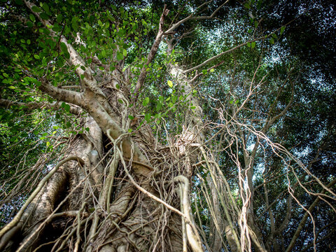 Ancient banyan tree sprawls with thick, intertwining roots