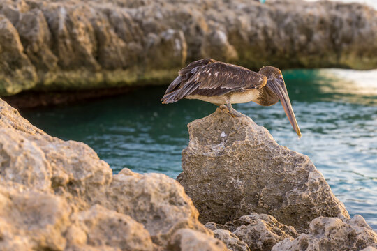 Pelican standing on rocky coast of Aruba island