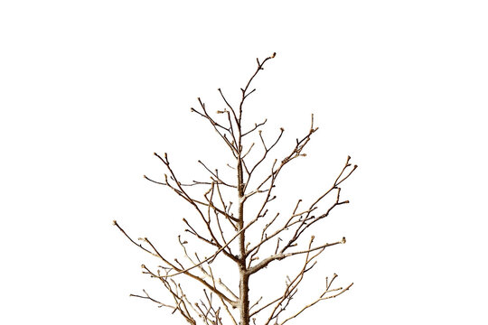 Delicate leafless tree branch with thin twigs