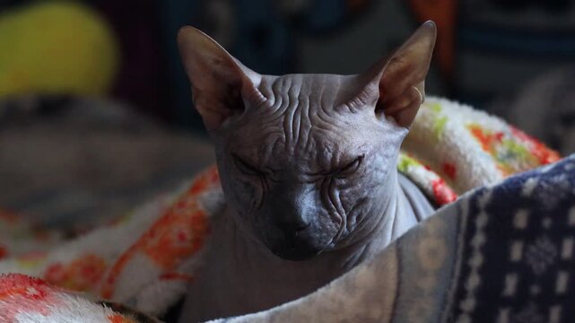 A hairless cat snuggled up in a cozy blanket on a bed, perfect for a relaxing scene or a warm and fuzzy moment