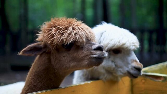 Two llamas standing next to each other near a fence