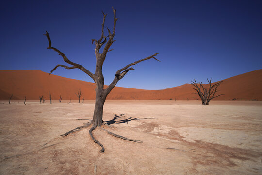 tree in the desert