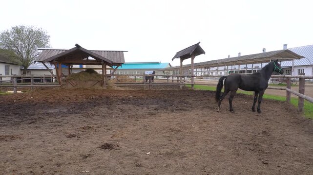 A black horse of the Orel breed in the arena. A horse stands in an open area with hay, a rural farm.