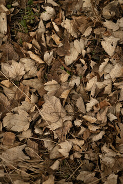 dry fallen leaves on the ground