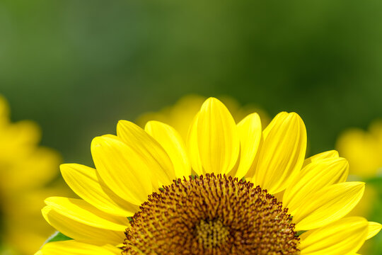 Close up of blooming sunflower in summer with green copy space background