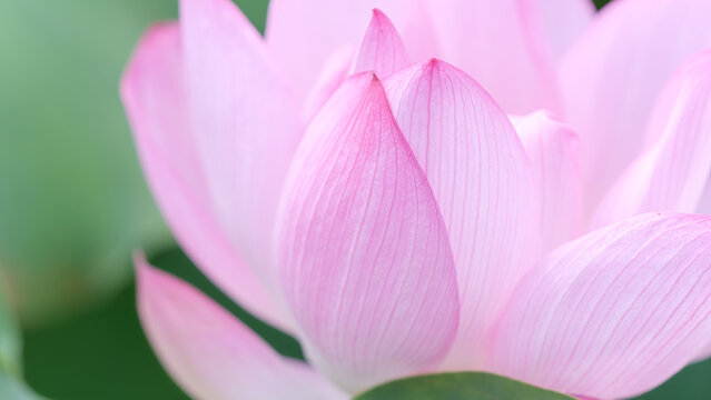 Close up of blooming pink lotus flower with petals in summer copy space background