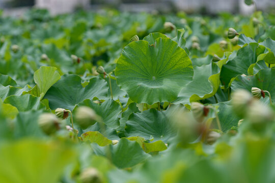 Green lotus leaves in summer pond with copy space nature background