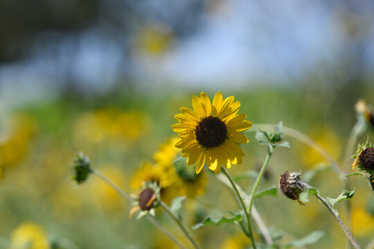 Close up of blooming yellow sunflower in field with green bokeh copy space background in summer