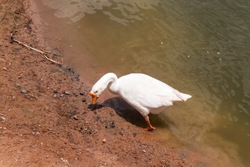 White Domestic Goose Swimming and Foraging Around a Rural Pond © ducsuu