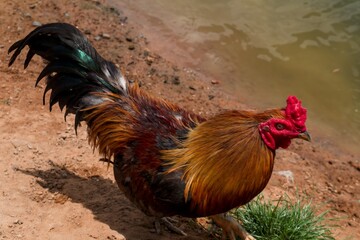 Colorful Rooster Standing on the Ground in a Rural Farmyard © ducsuu