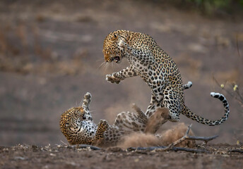 Two leopards fight with dust flying © Kevin