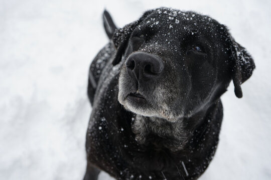cute black labrador dog covered with snow looking up outdoors in winter